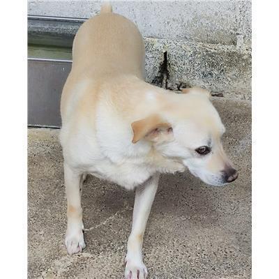 COMUNE DI CACCURI - Cane - Microchip 380260101298910