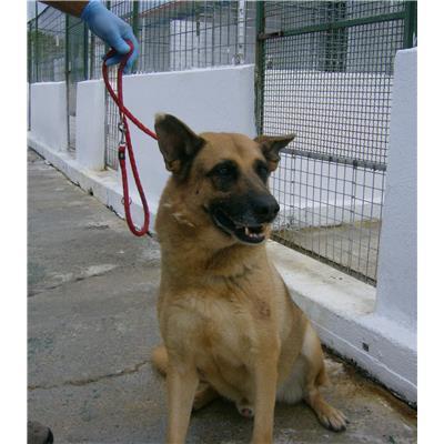 COMUNE DI SANT'ANDREA APOSTOLO - Cane - Microchip 380260042915682