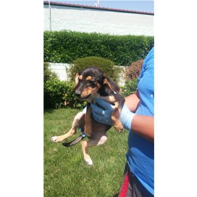 COMUNE DI CROTONE - Cane - Microchip 380260101298941