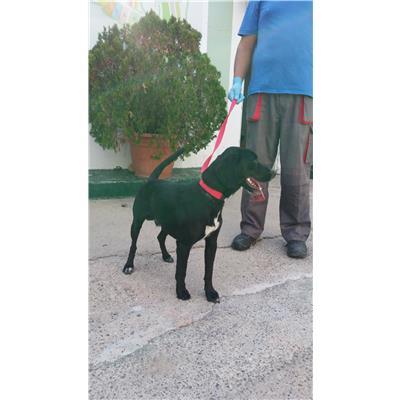 COMUNE DI CROTONE - Cane - Microchip 380260101497085