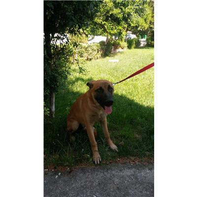 COMUNE DI MELISSA - Cane - Microchip 380260101505495