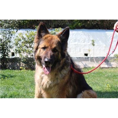 COMUNE DI SANT'ANDREA APOSTOLO - Cane - Microchip 380260160020730