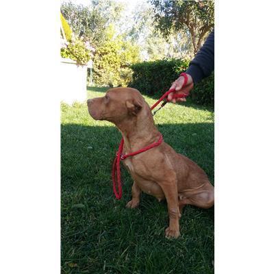 COMUNE DI STRONGOLI - Cane - Microchip 380260101497784