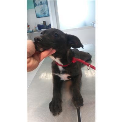 COMUNE DI CROTONE - Cane - Microchip 380260101495581