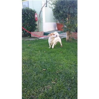 COMUNE DI CROTONE - Cane - Microchip 380260101495738