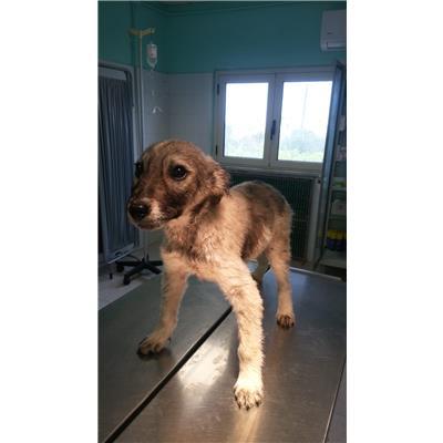 COMUNE DI COTRONEI - 380260101505706