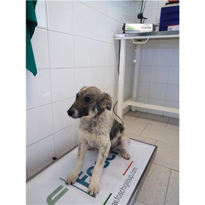 COMUNE DI COTRONEI - 380260101505706