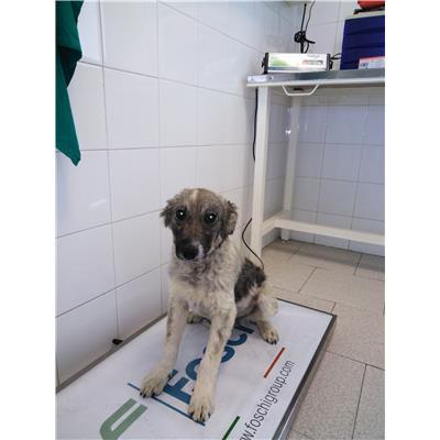 COMUNE DI COTRONEI - 380260101505706