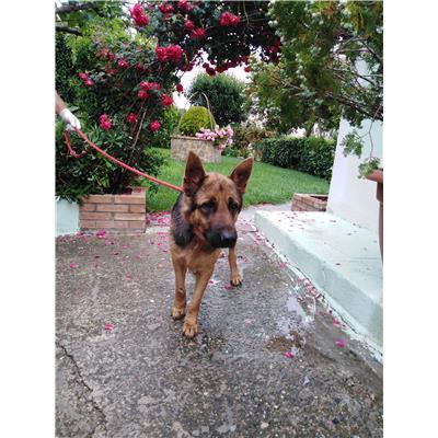 COMUNE DI CROTONE - Cane - Microchip 380260101505127