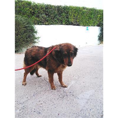 COMUNE DI CROTONE - Cane - Microchip 380260101497657