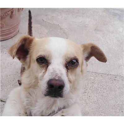COMUNE DI CROTONE - Cane - Microchip 380260101505163