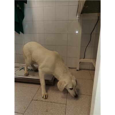 COMUNE DI MELISSA - 380260101502695