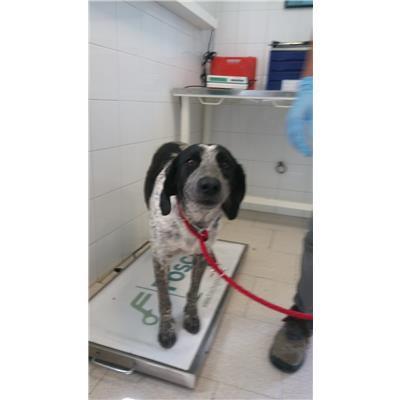 COMUNE DI ROCCABERNARDA - Cane - Microchip 380260101502948