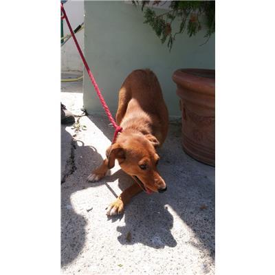COMUNE DI ROCCABERNARDA - 380260101502981